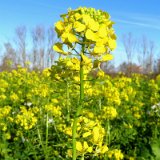 2011X 17 Um Wewelsburg