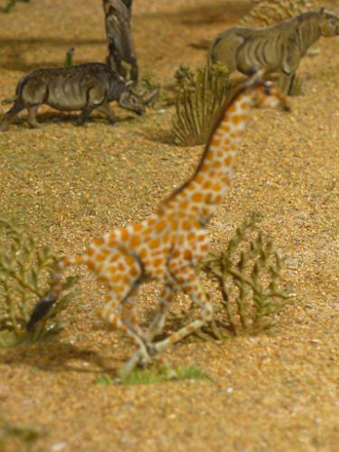 Dioz-Afrika_Giraffe_746_b.JPG