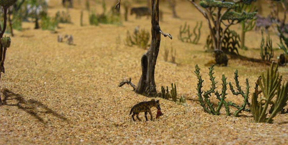Dioz-Afrika_Hyaene_748_b.JPG