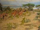 Dioz-Afrika_Giraffen_745_b